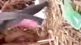 বৈশিষ্ট্য: অপহরণ সেক ...