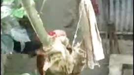 মেয়ে হিজড়া, বিএফ স ...