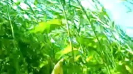 হার্ডকোর, স্বামী সেক ...